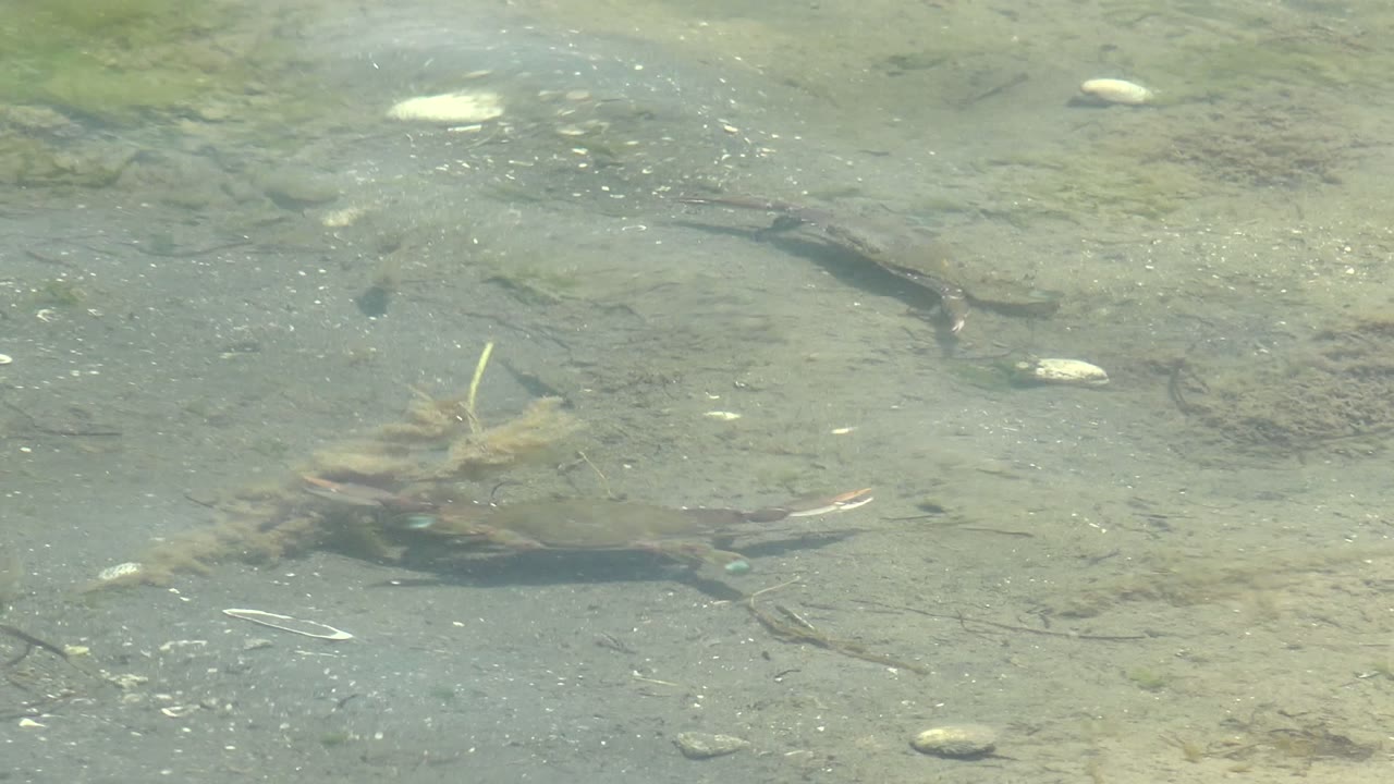 A crab moves beside a darker seaweed clump on the sandy bottom in Guerrero Negro, Baja California Sur, while faint ripples soften the clear water, with no visible people.