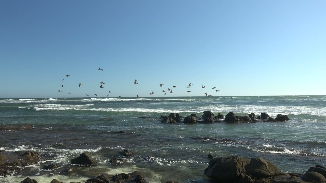 Flock of seabirds over whitecaps and exposed coastal rocks.