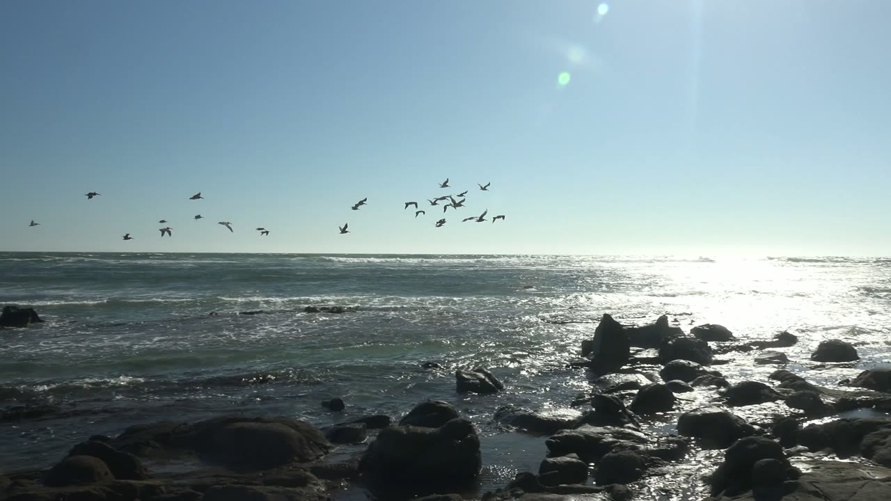 Seagulls fly across a pale blue sky above sunlit ocean water and dark shoreline rocks in La Bocana, Baja California Sur, with no visible people.