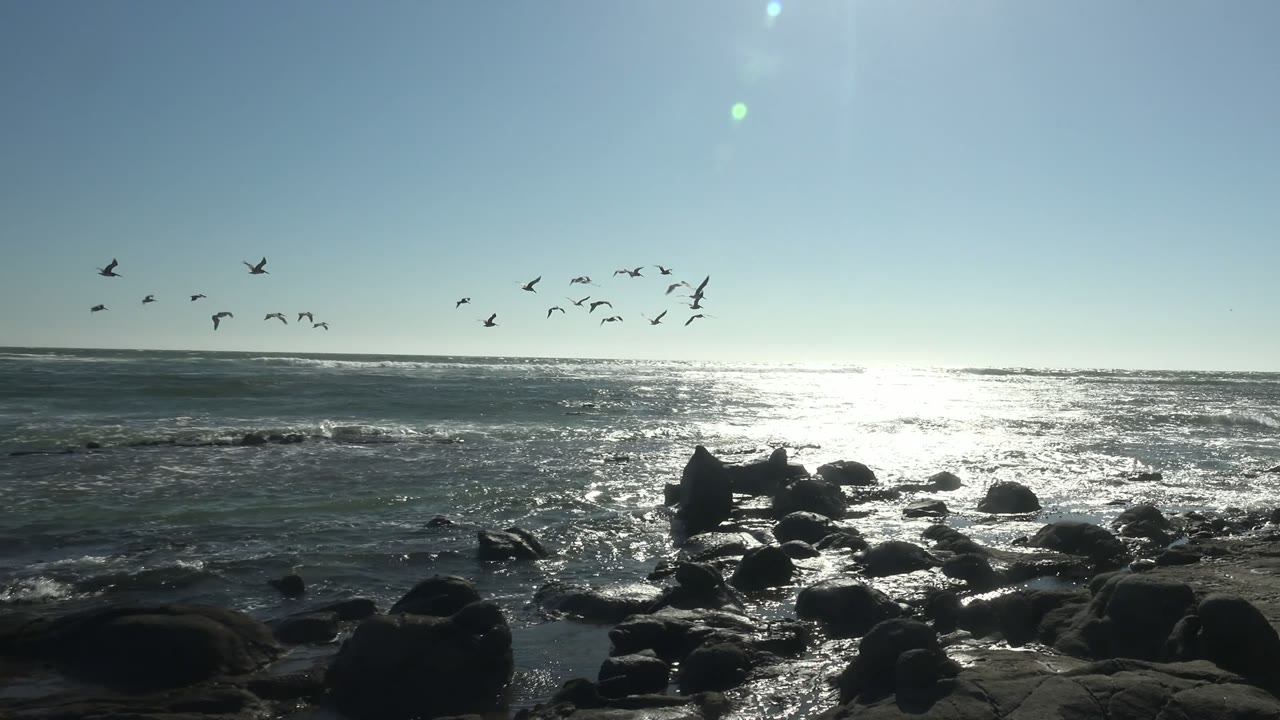 Birds over glittering ocean water with rocks along the shore.