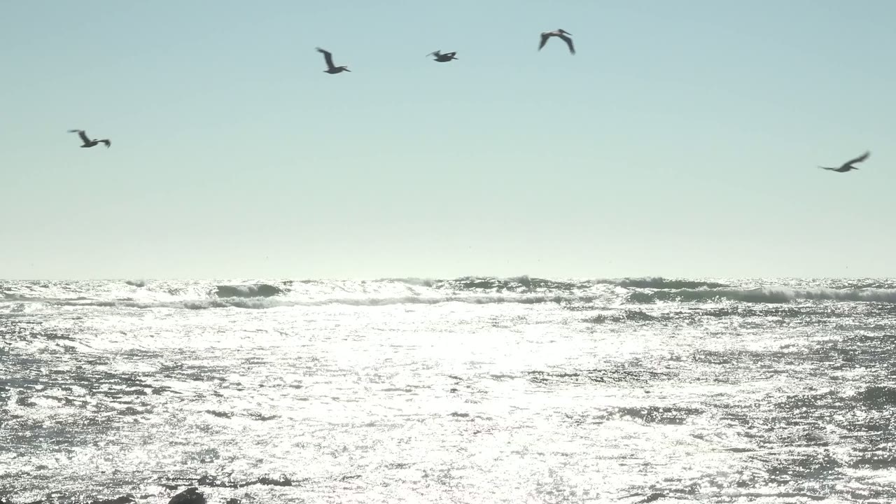Birds over shimmering surf and low shoreline rocks