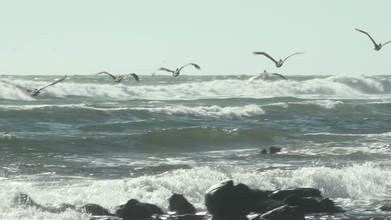 Seagulls fly across a pale sky over rough ocean waves, white foam, and dark rocks along the La Bocana shoreline, with no visible people.