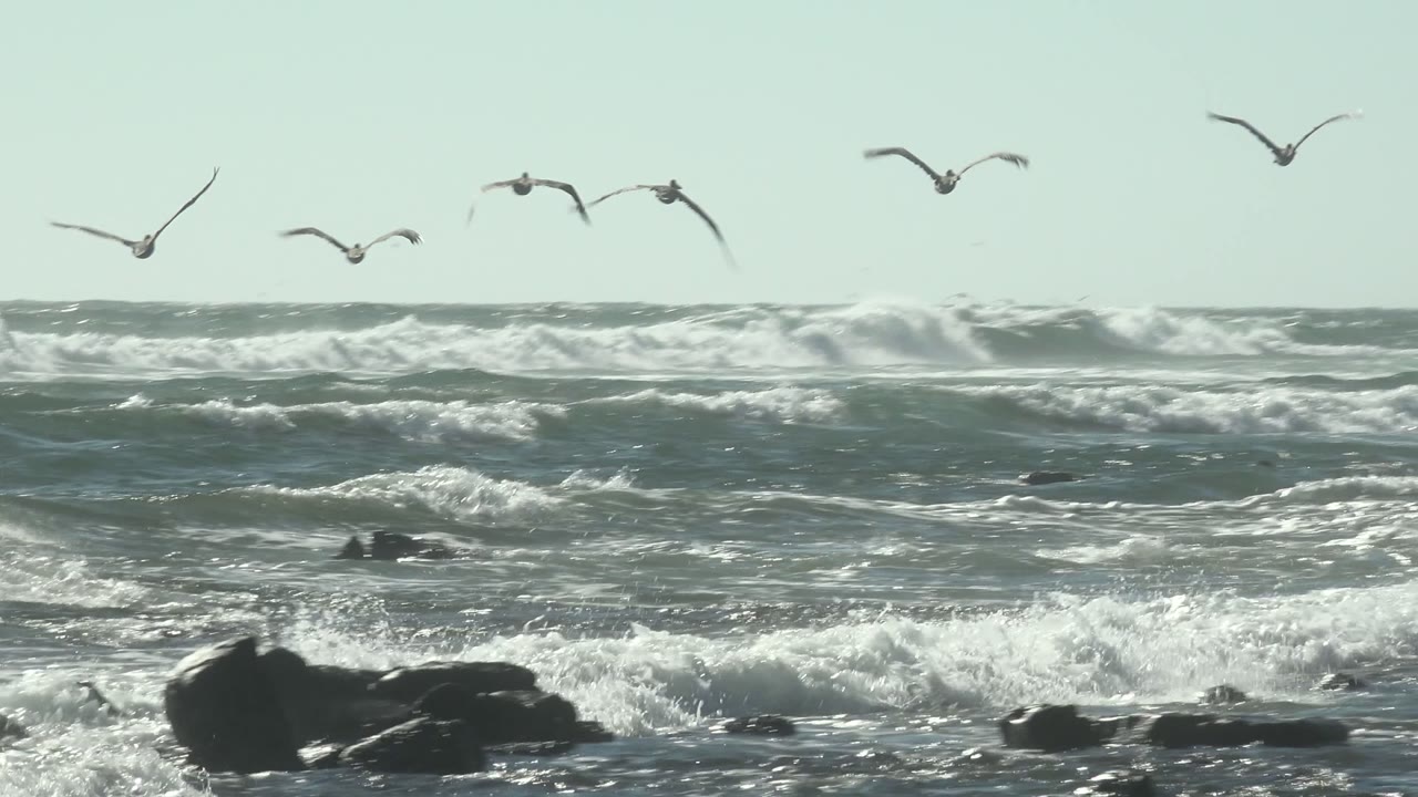 More seagulls over choppy surf with rocks visible along the shore.