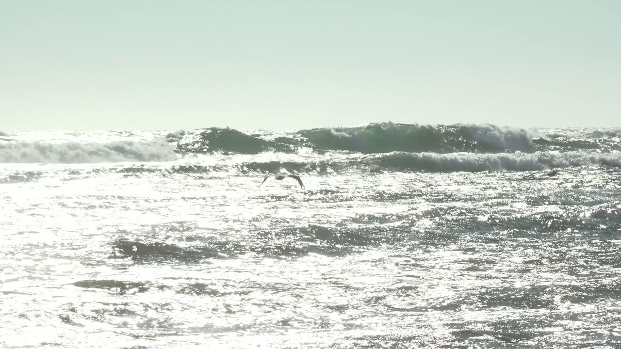 Foamy surf line with a gull flying low over the water.