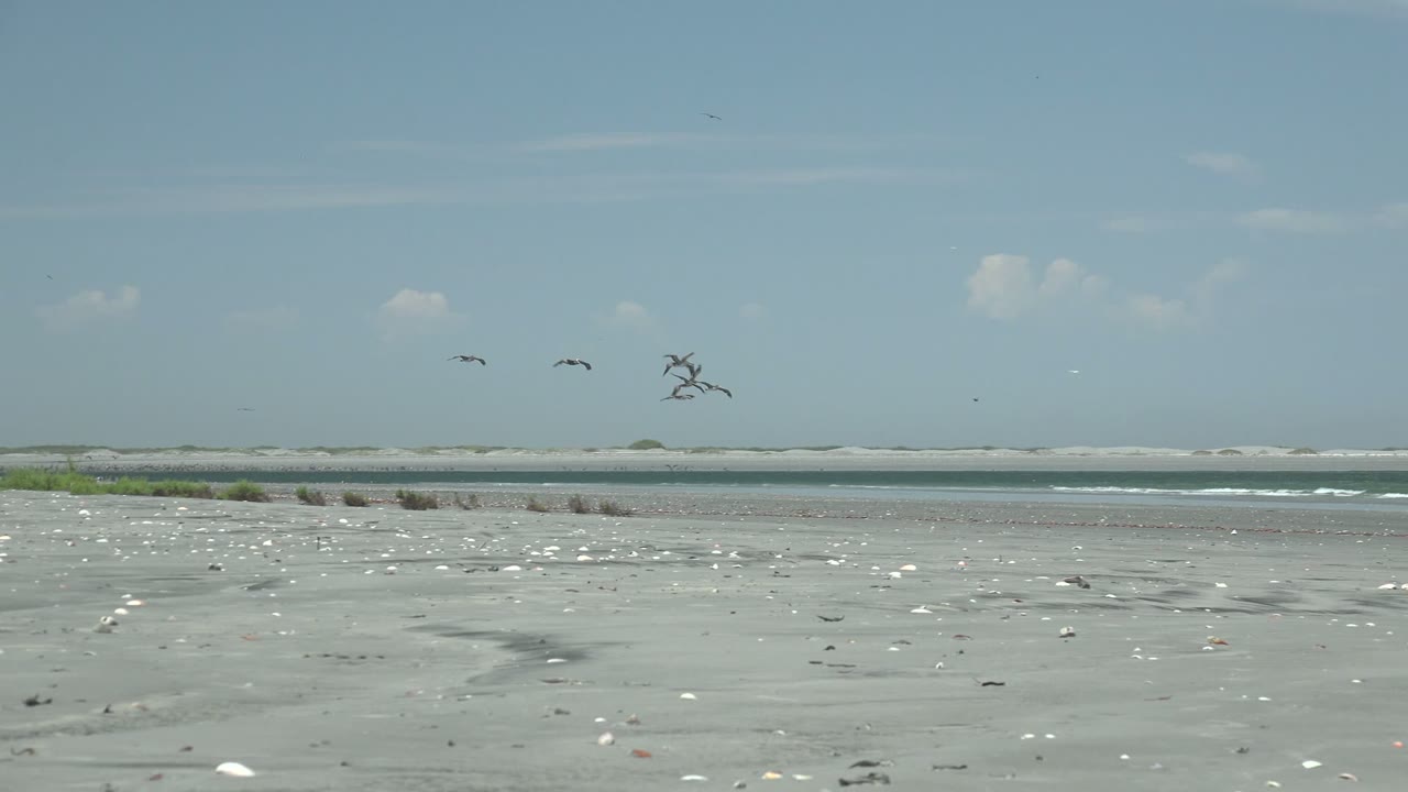 At La Bocana, Baja California Sur, seagulls cross a wide shell-strewn beach with green-blue surf and pale sandbars in the background, with no visible people.