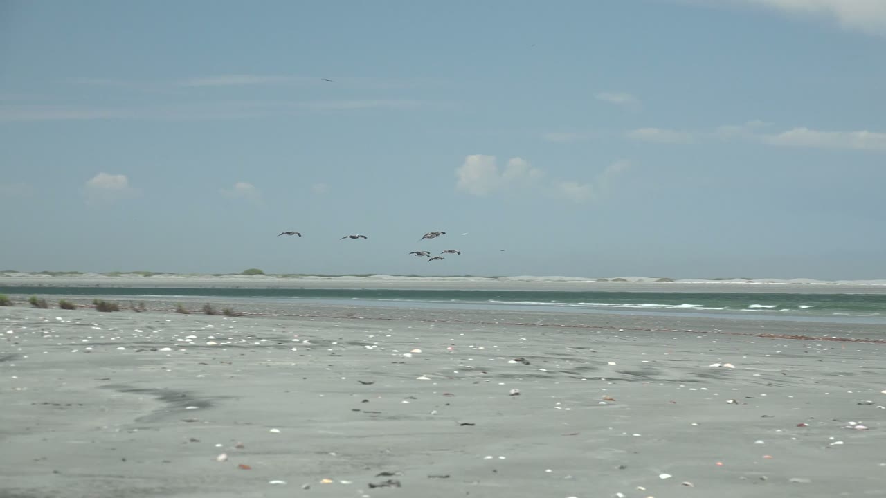 Low beach view with shells, ocean waves, and birds near the horizon.
