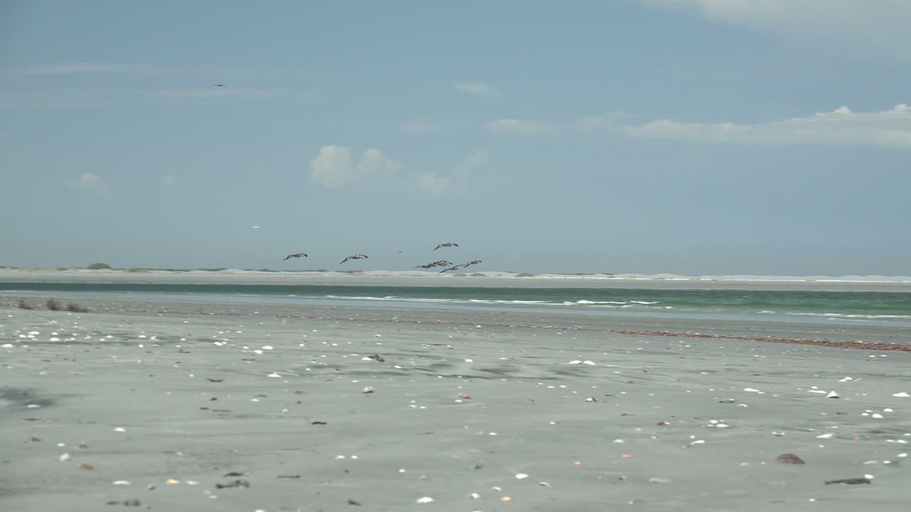 A low, wide view at La Bocana shows seagulls flying close to the surf line beyond scattered shells, with distant white sand and no visible people.