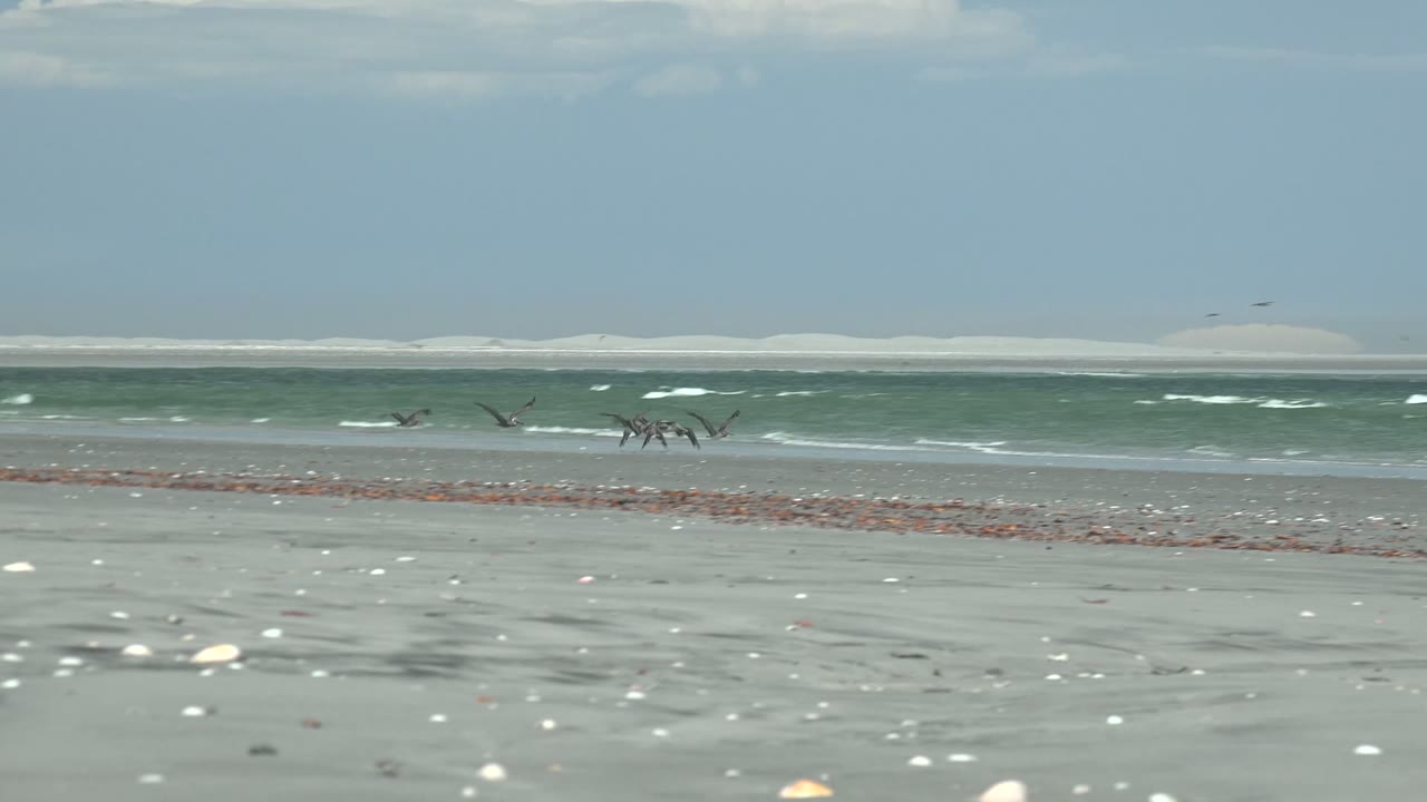 At La Bocana in Baja California Sur, seabirds fly low across a shell-strewn beach as green-blue waves break behind them, with no visible people.