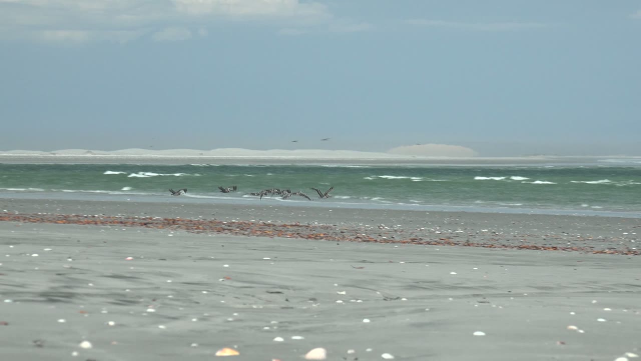 Flock of seabirds moving along the surf line on a shell-covered beach.