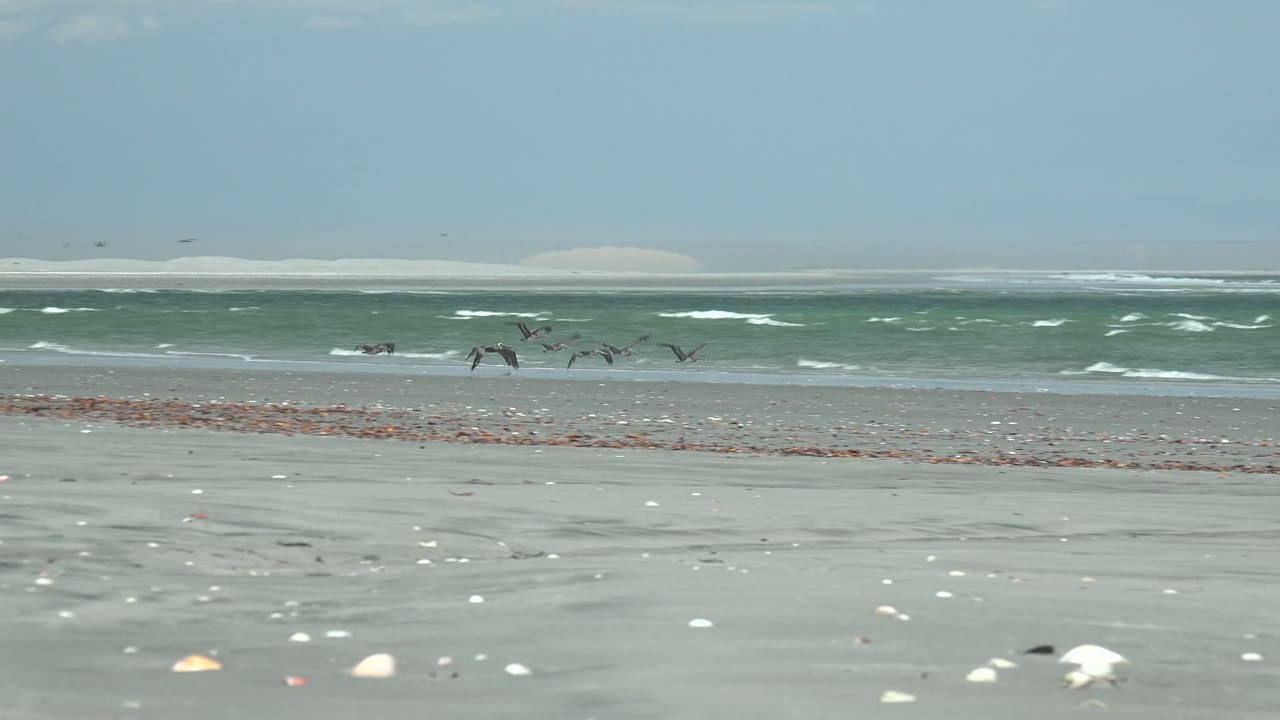 At La Bocana in Baja California Sur, several seabirds cross the low surf with scattered white shells in the foreground and a pale blue sky above, with no visible people.