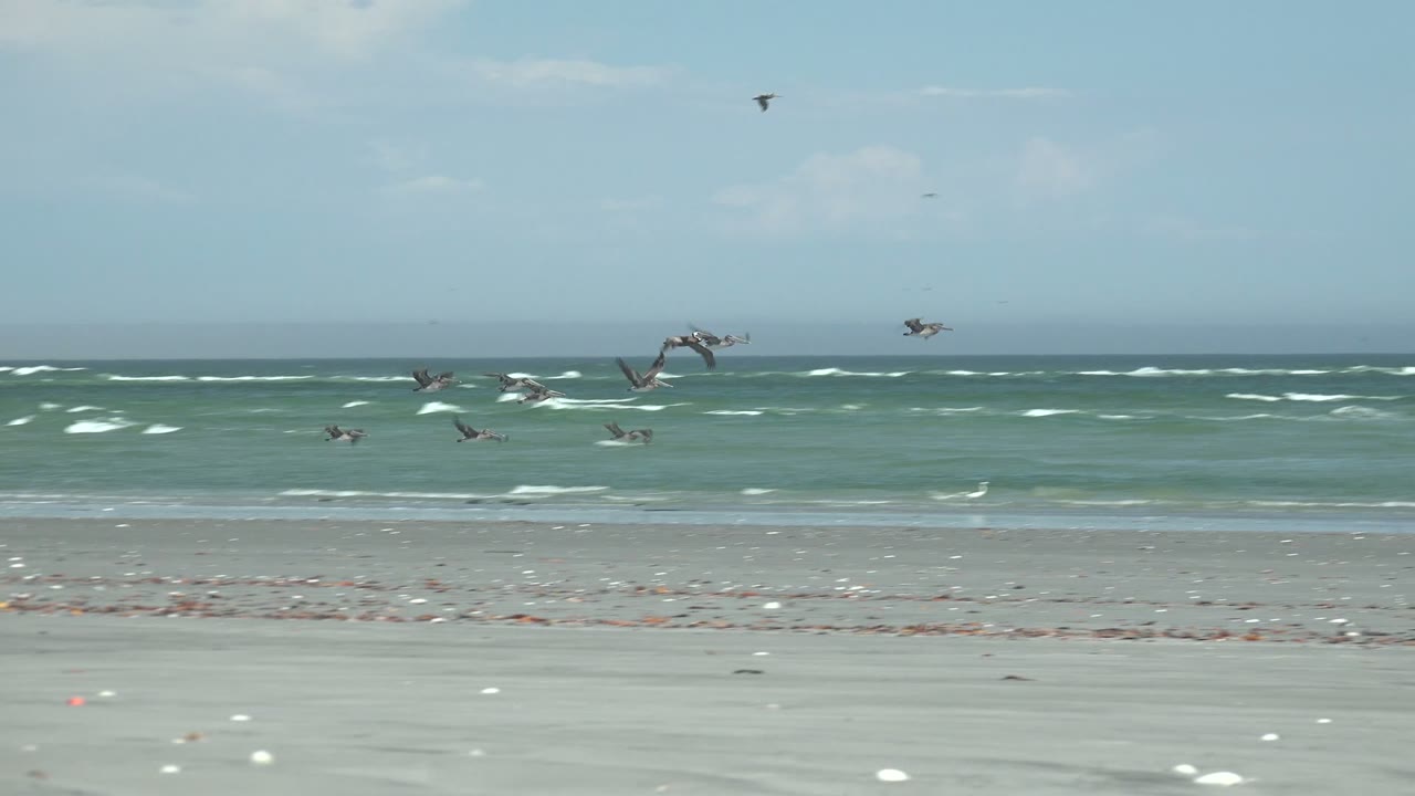 Birds move in loose formation across the La Bocana shoreline, with pale sand in front, white surf bands behind, and no visible people.