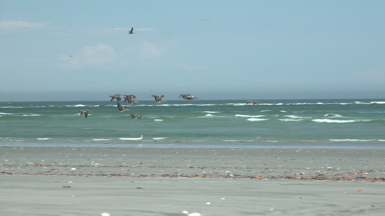 A wider spread of birds crosses the La Bocana surf zone under pale blue sky, with the sandy foreground empty of people.