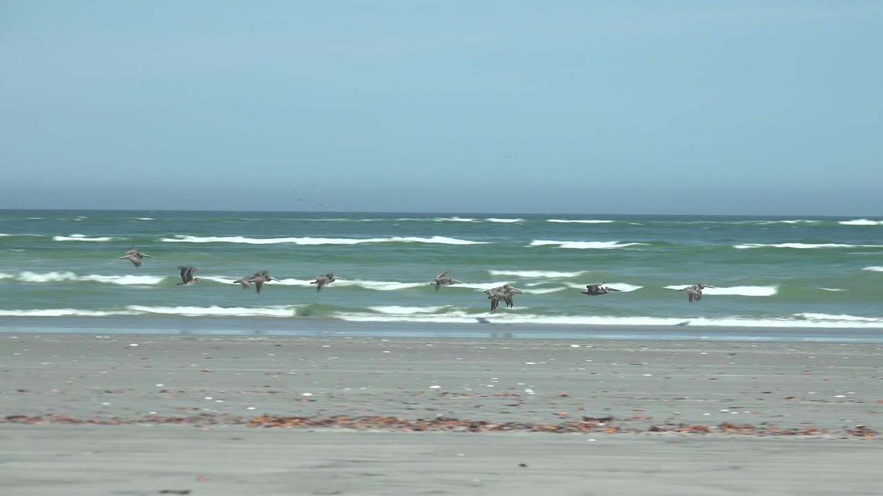 Pelican flock crossing in front of rolling surf
