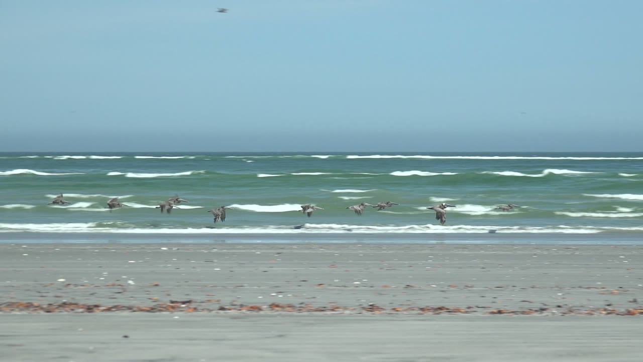 Pelicans remain low above the sandy La Bocana shoreline as whitecaps stack across the background water and a thin line of seaweed marks the beach, with no visible people.