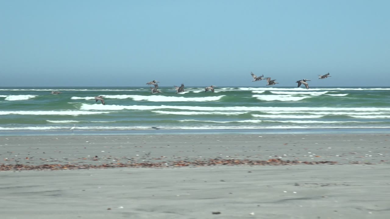 Birds spread across the sky above ocean waves.