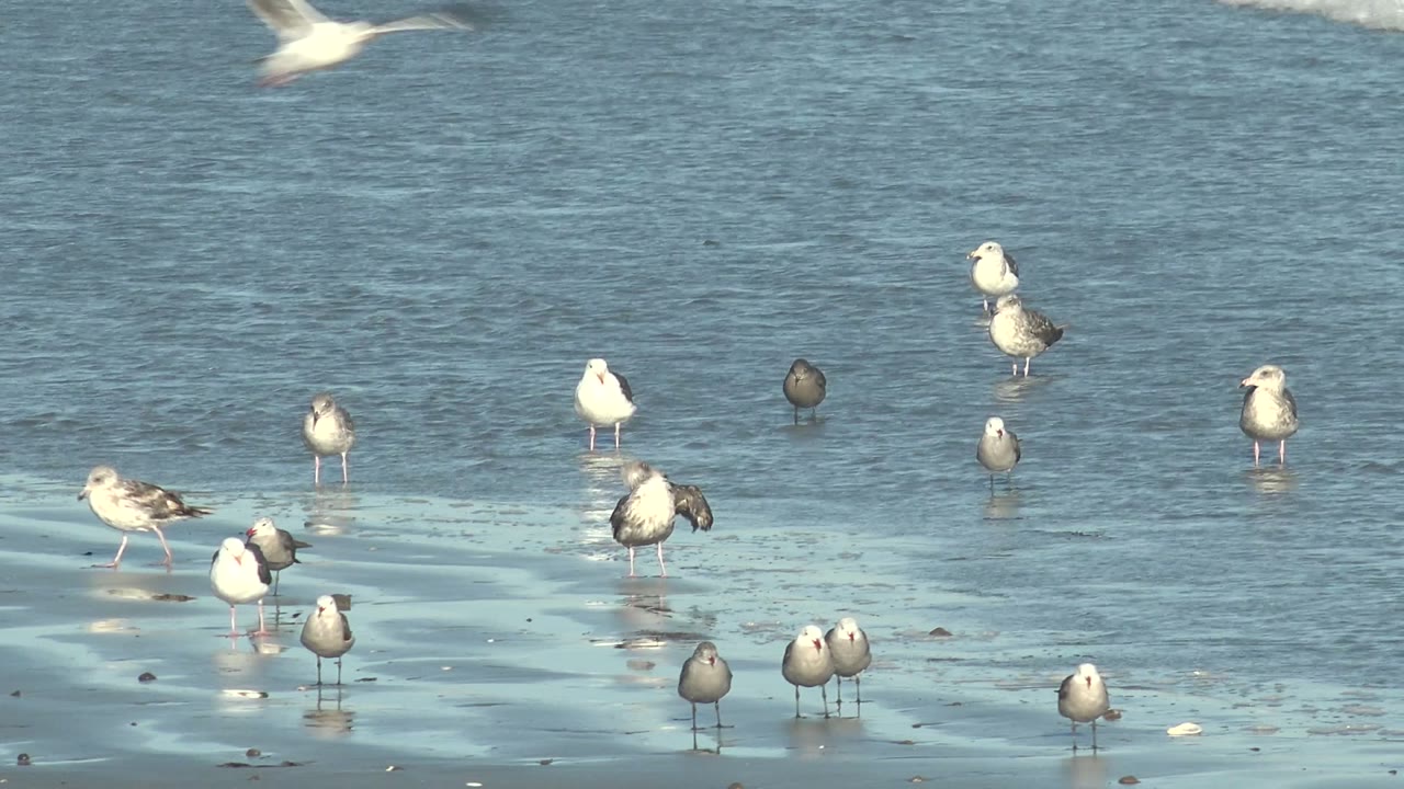 Seagulls and smaller shorebirds stand across reflective wet sand at La Bocana, Baja California Sur, with blue-gray water behind them and no visible people.