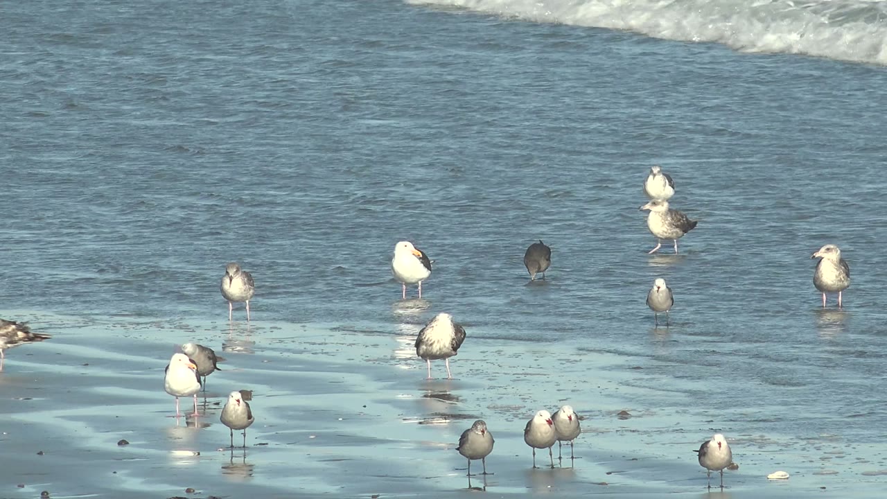 Beach birds spaced across reflective shoreline sand