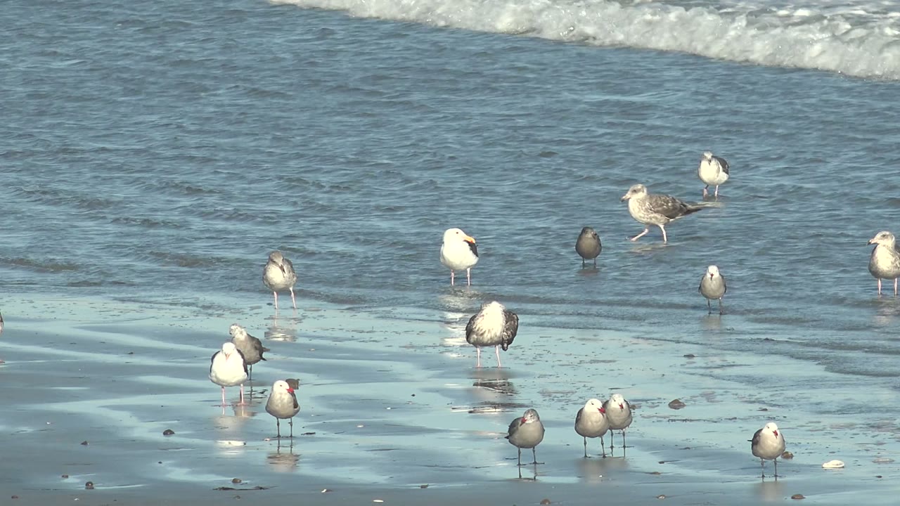 Several seagulls gather in small groups on wet sand at La Bocana, while a few darker birds stand nearer the water and no people are visible.