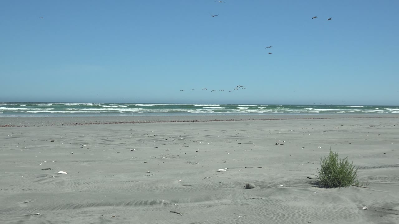 Open beach with surf, sparse grass clumps, and birds crossing the sky.