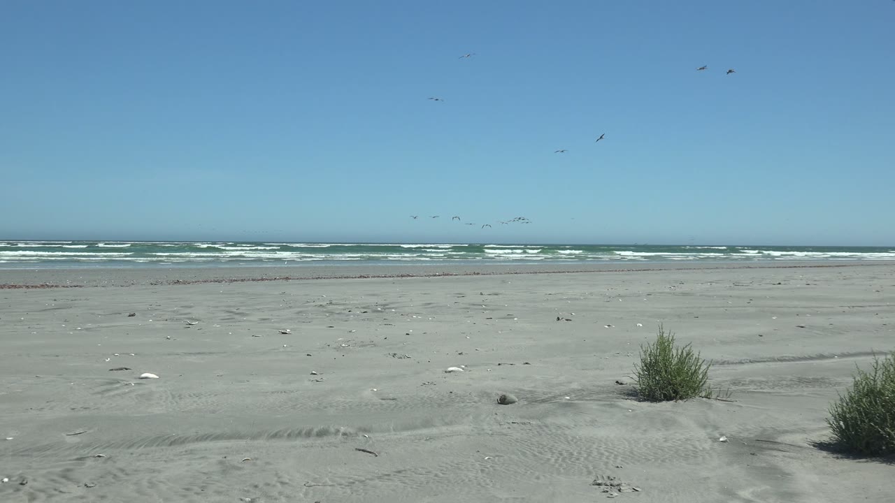 A low grass clump sits near the lower center of the La Bocana beach frame, with distant white waves, a pale sand foreground, birds overhead, and no visible people.