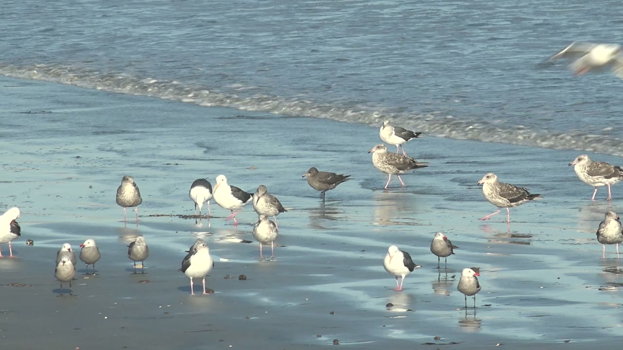 At La Bocana, Baja California Sur, gulls stand on reflective wet sand while one bird flies across the upper frame near the ocean, with no visible people.