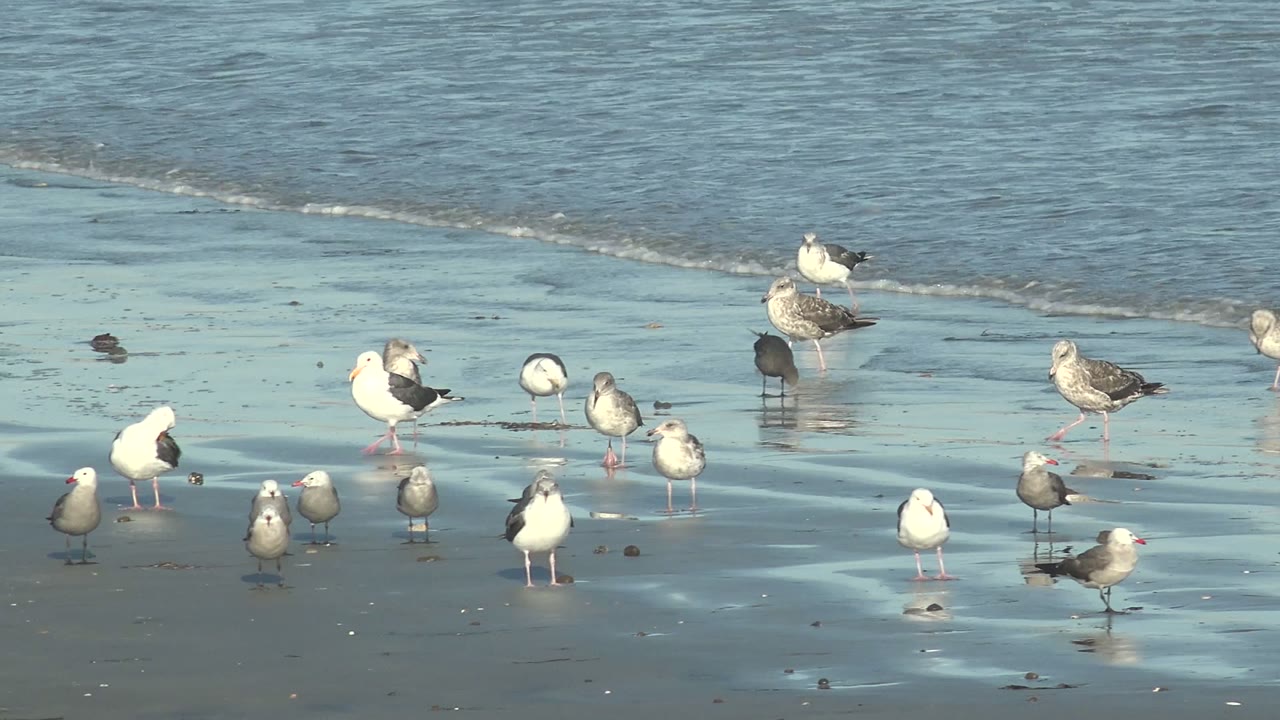 Flock of gulls standing on reflective sand near low surf