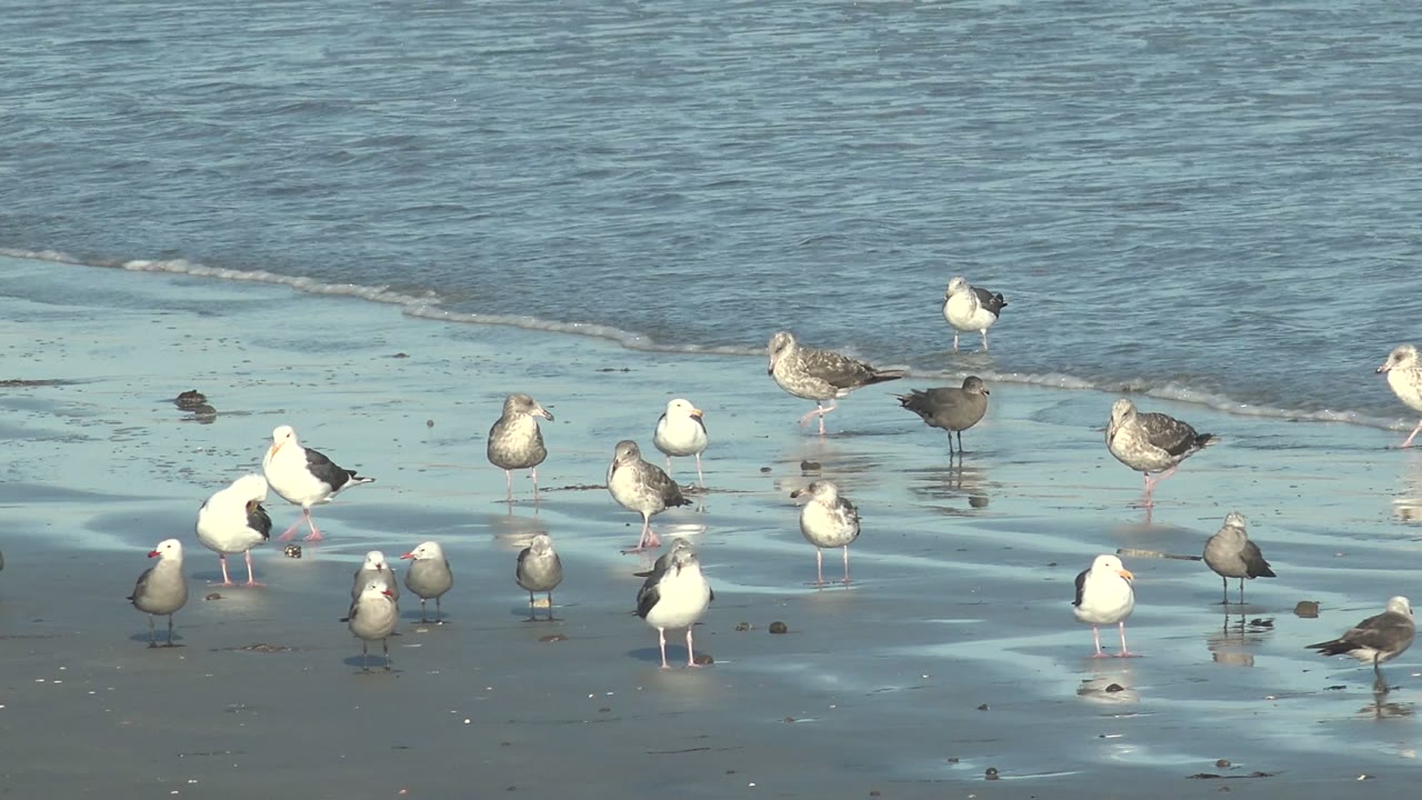 At La Bocana, Baja California Sur, scattered gulls remain on the wet shoreline while the shallow wave edge shifts behind the group, with no visible people.