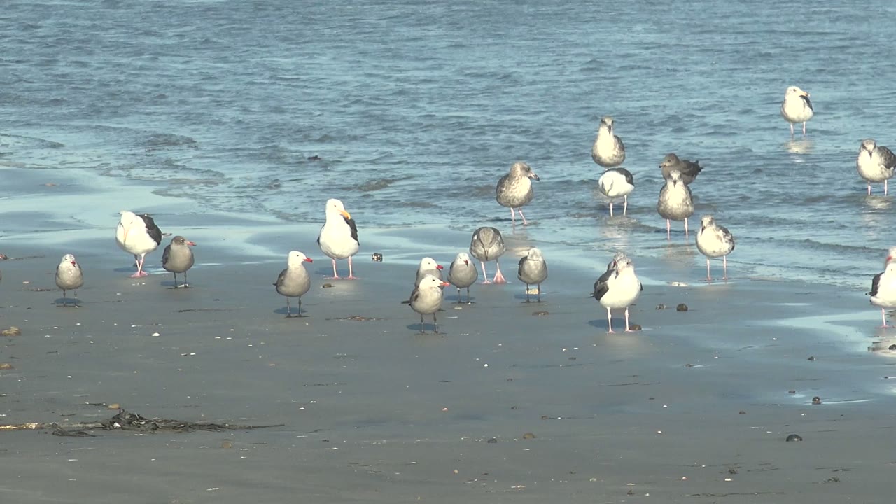 Seagulls gather across wet reflective sand at La Bocana, Baja California Sur, with shallow blue water behind them and no visible people.