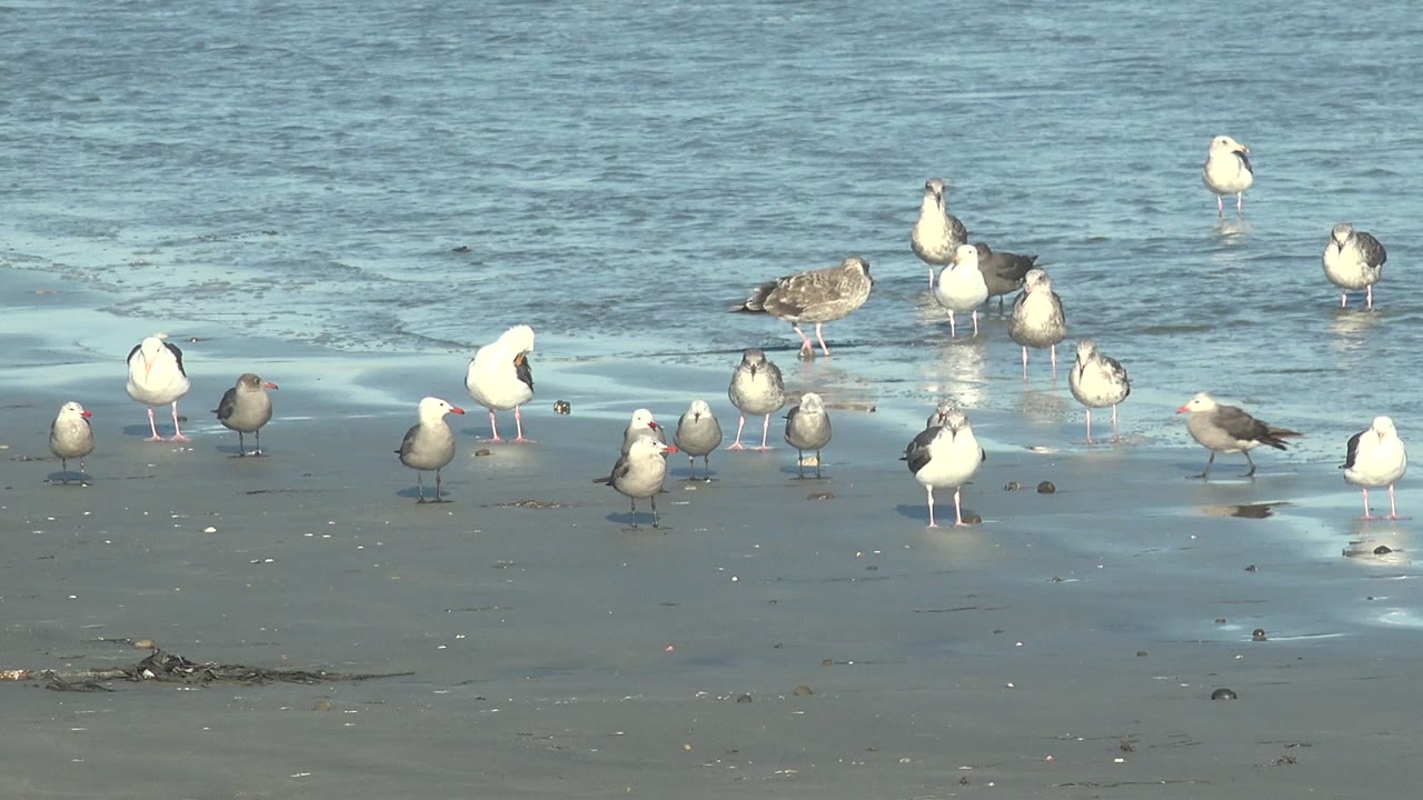 Cluster of seagulls on reflective beach sand.