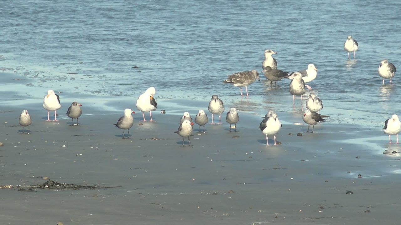 Seagulls stand at varied distances across the La Bocana shoreline, including a larger gray bird near the water and smaller gulls on wet sand, with no visible people.