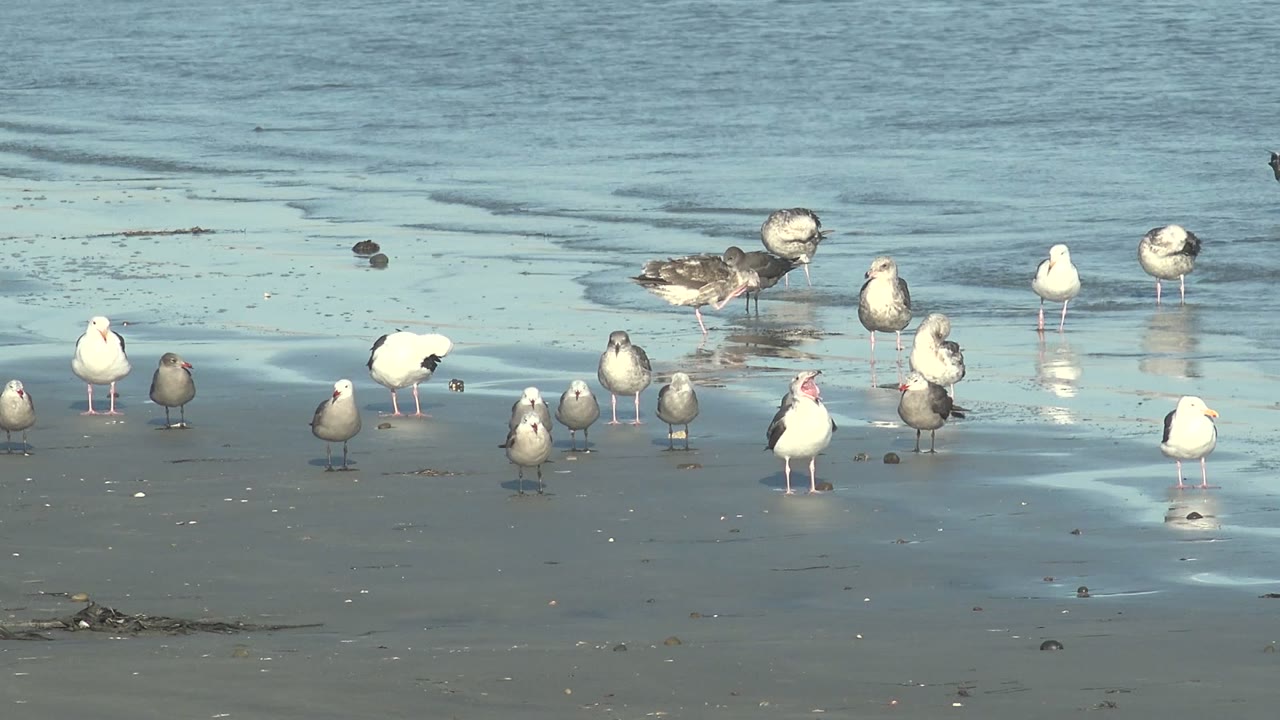 A group of gulls stands on reflective wet sand at La Bocana, Baja California Sur, with shallow blue water behind them and no visible people.