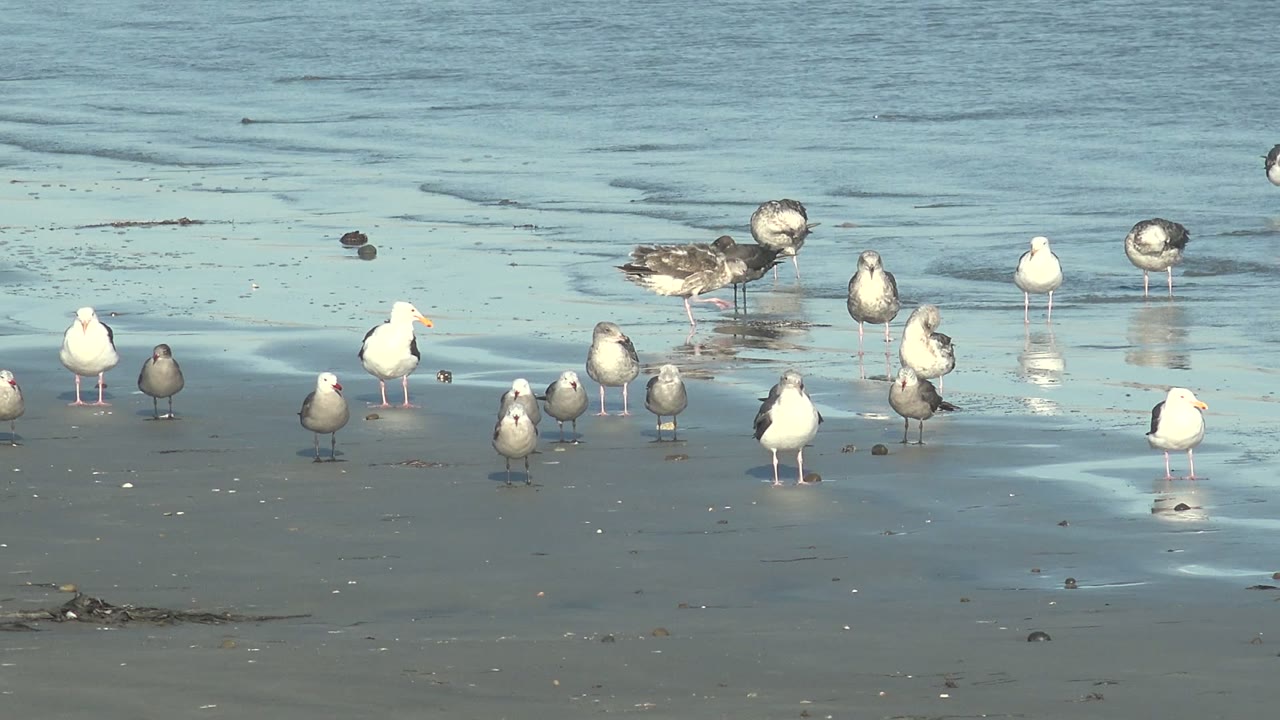 Gulls clustered across reflective beach sand.