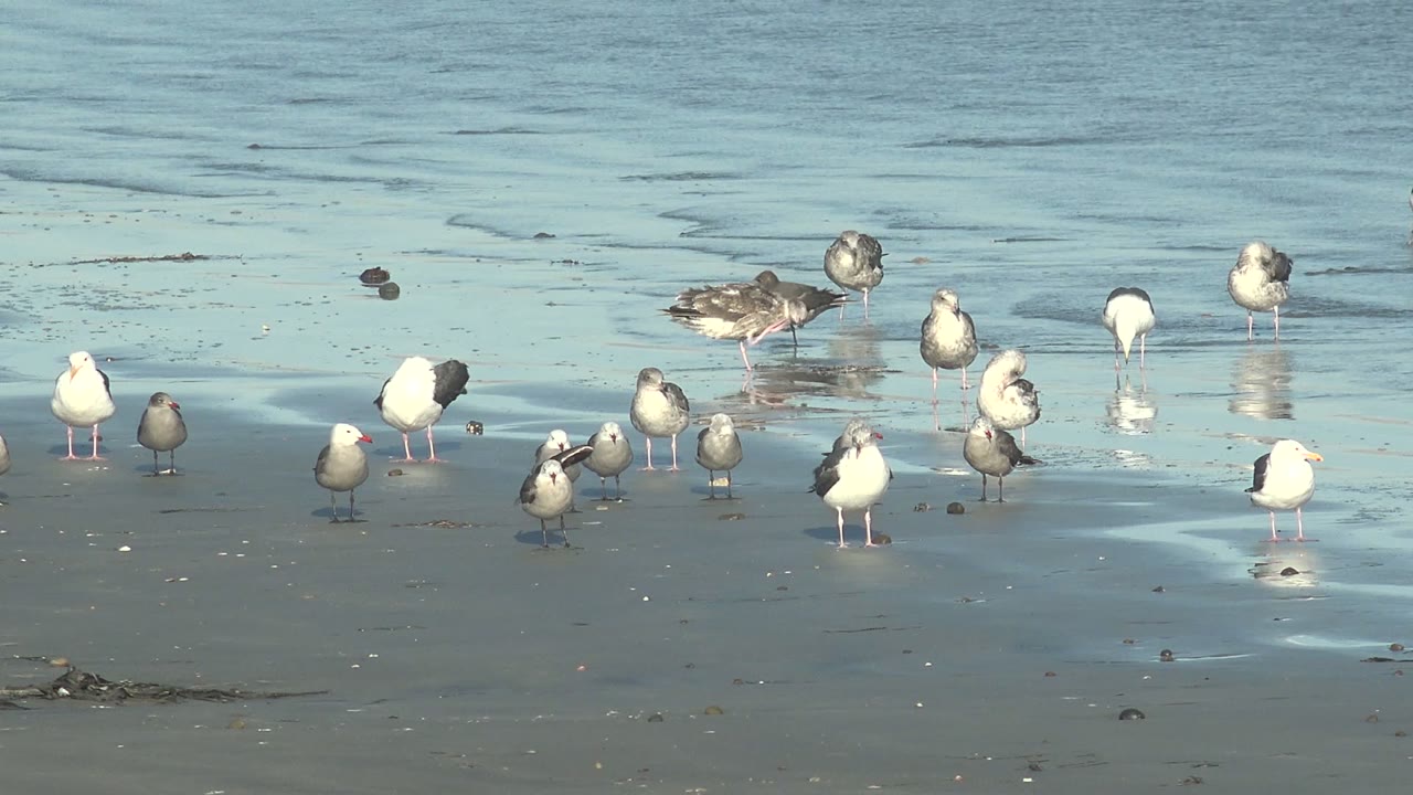 White, gray, and darker shorebirds stand across the wet sand at La Bocana, with a few birds closer to the water and no visible people.