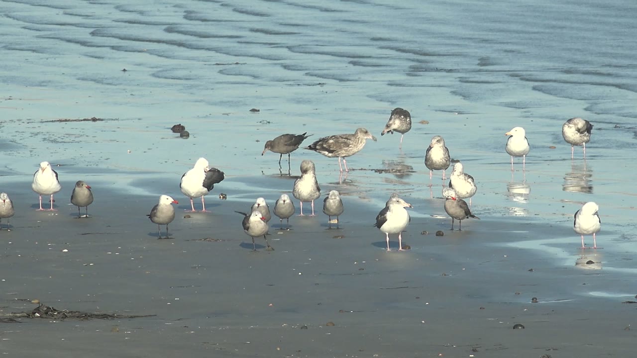 Seagulls stand across wet reflective sand at La Bocana, Baja California Sur, with rippled shallow water behind them and no visible people.