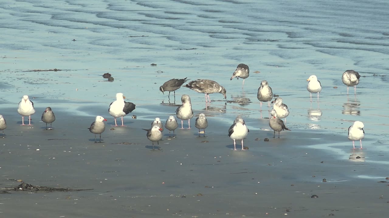 Cluster of seagulls on wet sand with shallow blue water in the background.
