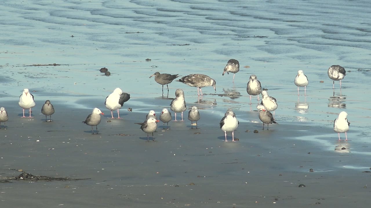 White and gray seagulls stand in loose rows on the wet La Bocana beach, with pale blue ripples behind them and no visible people.