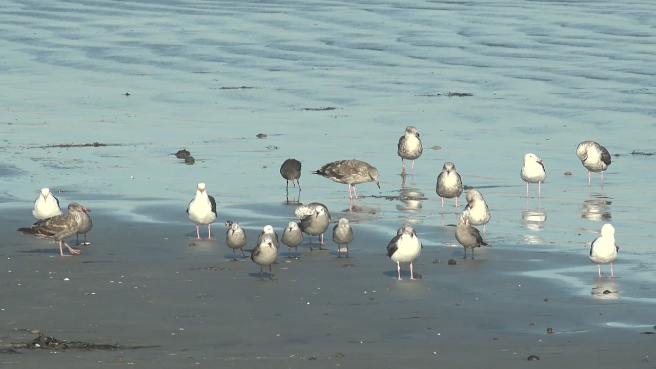 A flock of seagulls stands across wet sand and shallow water at La Bocana, Baja California Sur, with no visible people in the opening frame.