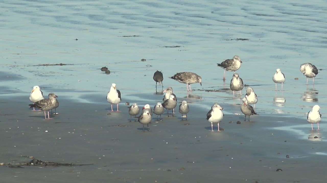 Flock of seagulls clustered on wet sand with pale water behind them.
