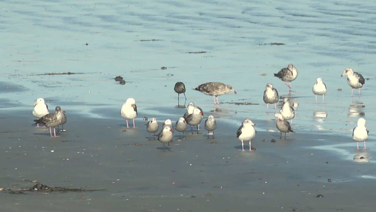 Mid-clip frame shows seagulls spaced across wet sand at La Bocana, with bright reflections, scattered seaweed, and no visible people.