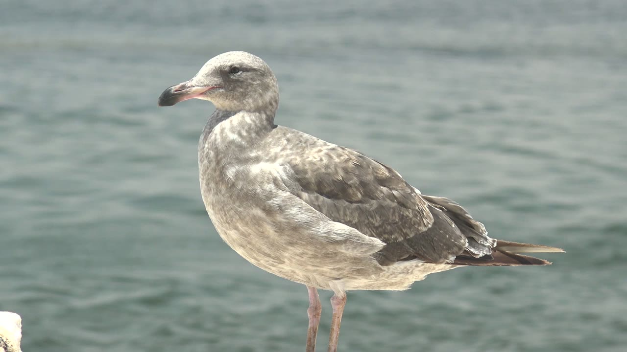 A gray and white seagull stands in left profile beside blue-green rippled water in Guerrero Negro, Baja California Sur, with no visible people.