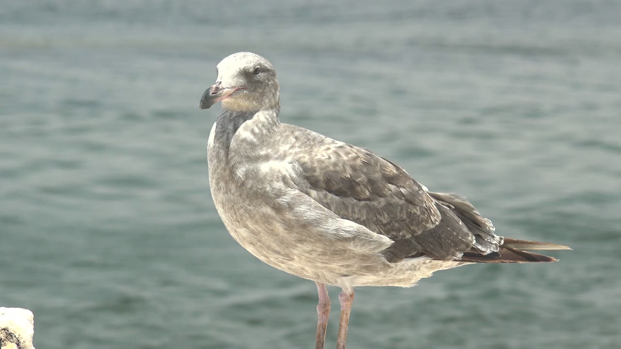 Seagull standing still with calm water behind it