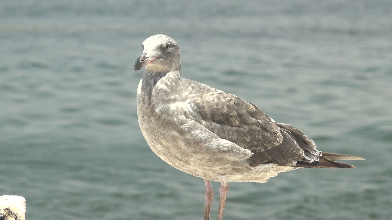 The seagull stands in the same profile position in Guerrero Negro, Baja California Sur, with blue-green water filling the background and no visible people.