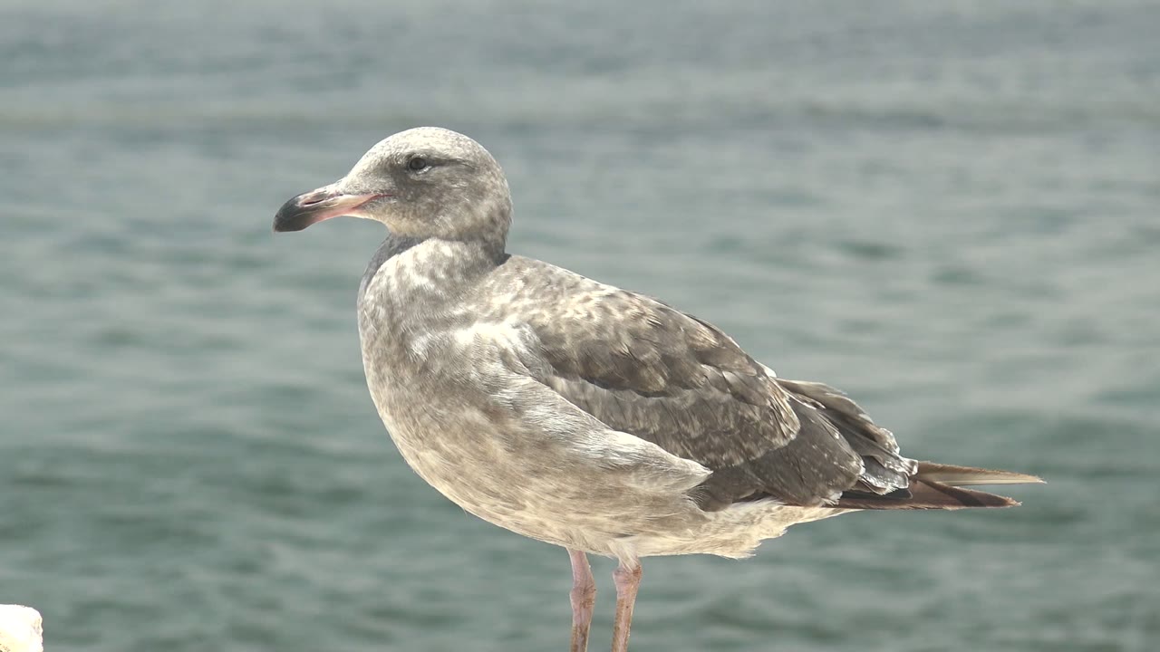 A gray and white seagull stands in side profile on a pale ledge in Guerrero Negro, Baja California Sur, with gray green water behind it and no visible people.
