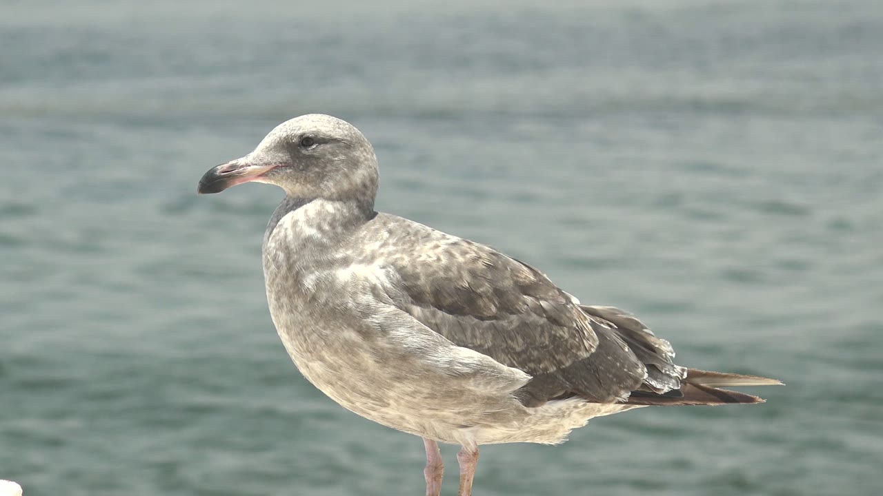 Seagull perched in profile with rippled water behind it.
