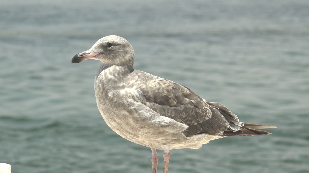 A side-profile seagull stands on the pale foreground edge in Guerrero Negro, Baja California Sur, with its darker wing feathers visible and no visible people.