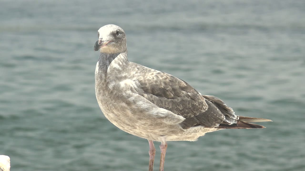 A gray and white seagull faces slightly toward the camera while standing before blue-green water in Guerrero Negro, Baja California Sur, with no visible people.