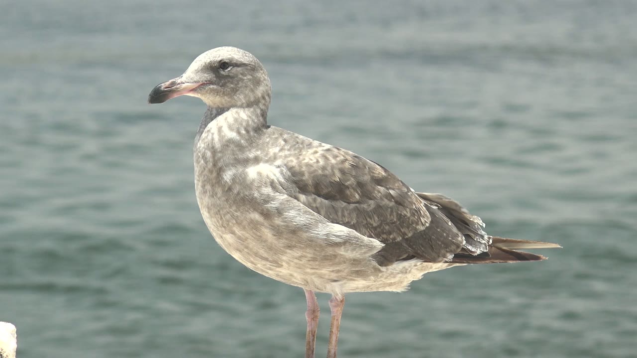 Seagull in profile with mottled feathers and calm water behind