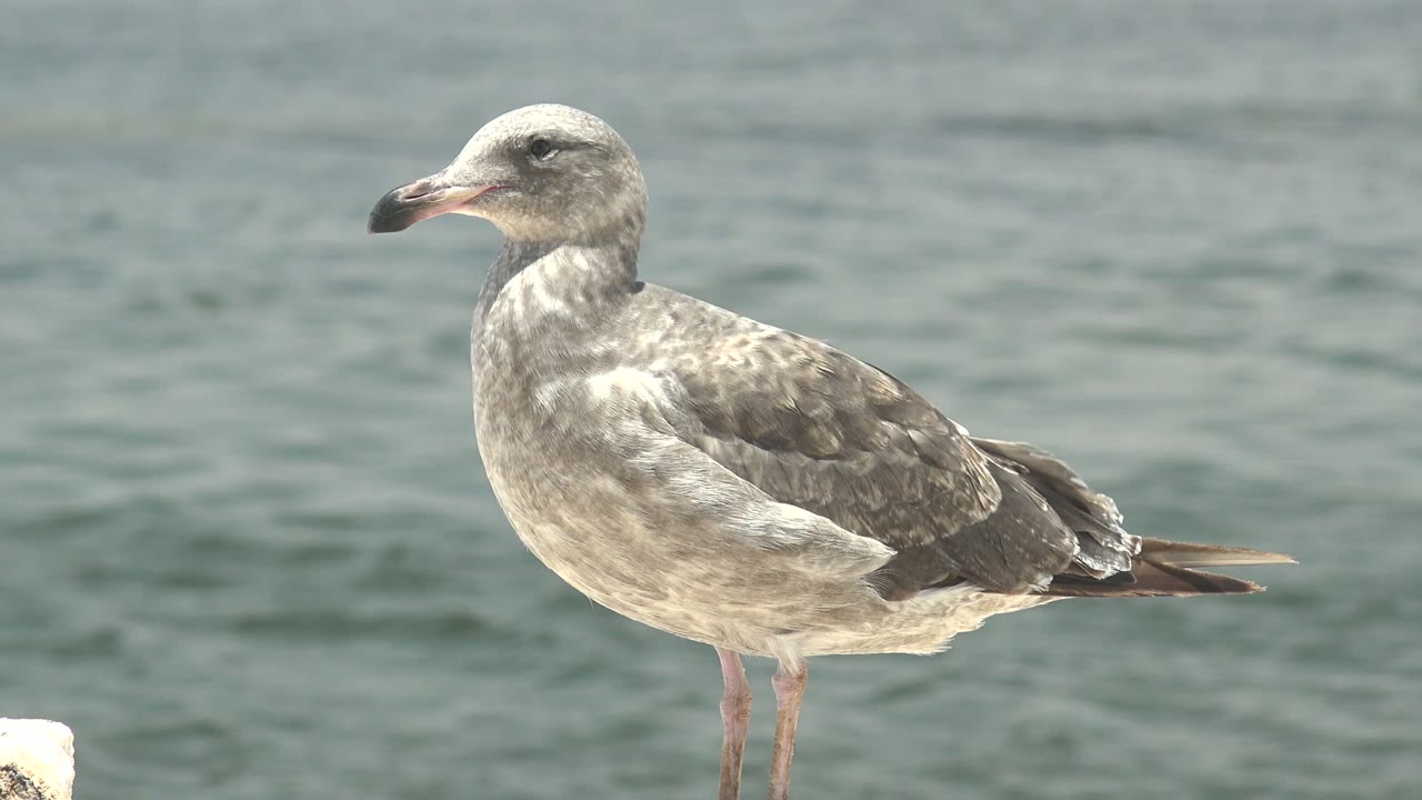 A side-on seagull stands with its beak angled left over rippled water in Guerrero Negro, Baja California Sur, and no visible people appear.