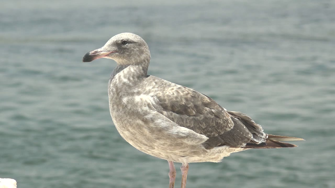 A mottled gray seagull stands in profile beside calm ocean water in Guerrero Negro, Baja California Sur, with no visible people.