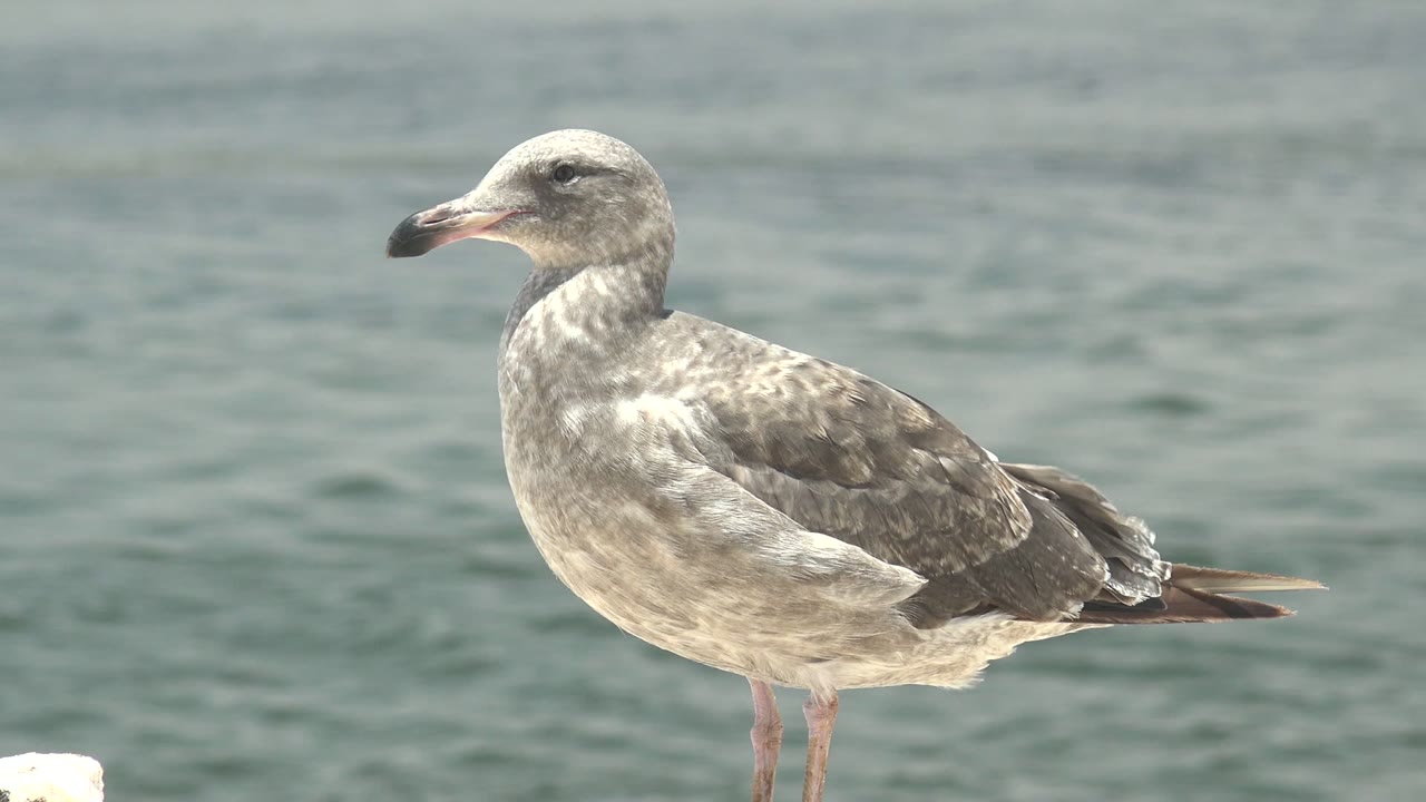 Seagull in side profile with rippled water behind it.